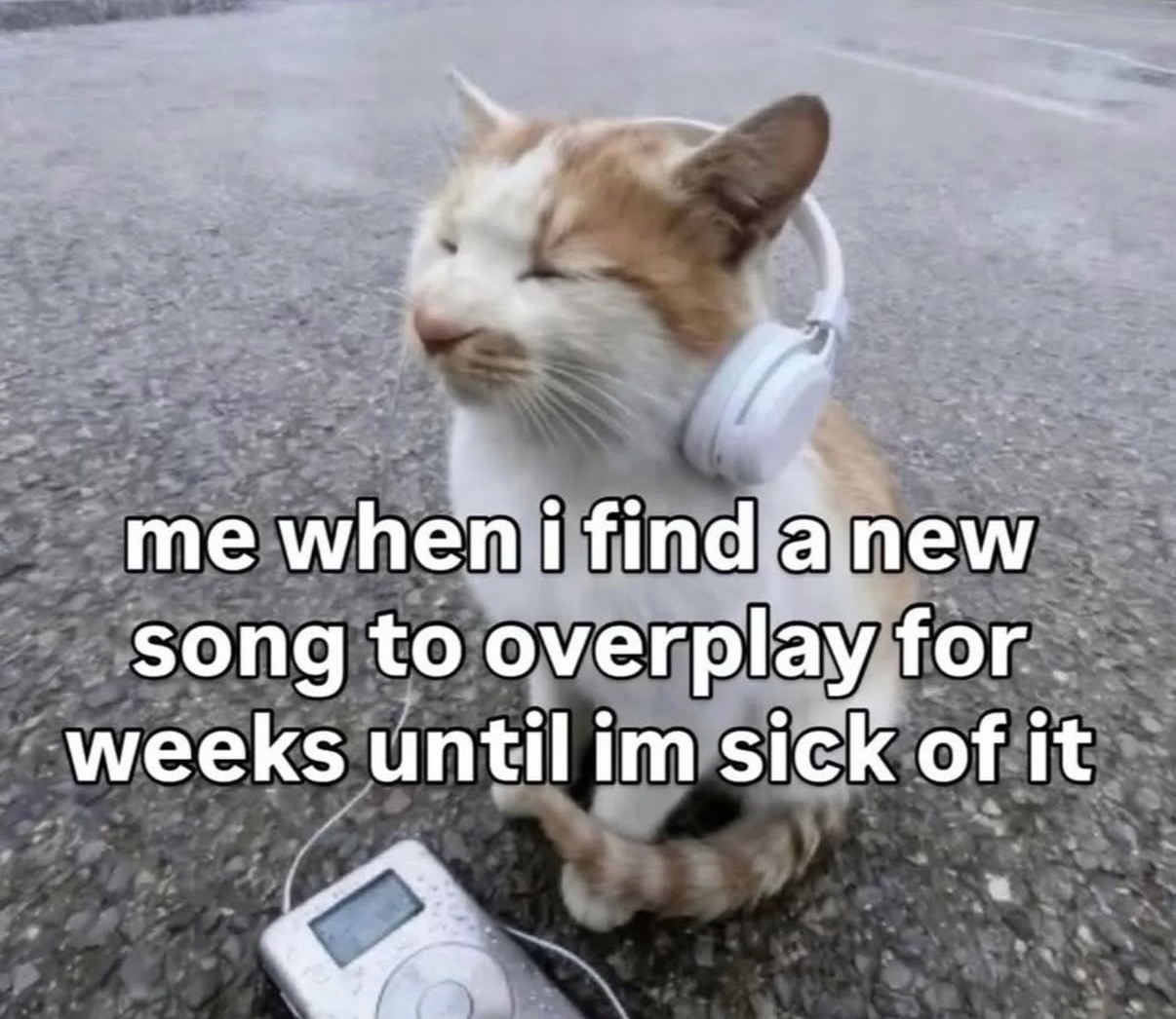 40 Clawsome Cat Memes: Get Ready To Laugh Your Whiskers Off! 39 Find a new song