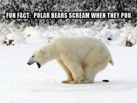 20 Polar Bear Memes to Make International Polar Bear Day Unbearably Funny 8 Fun fact
