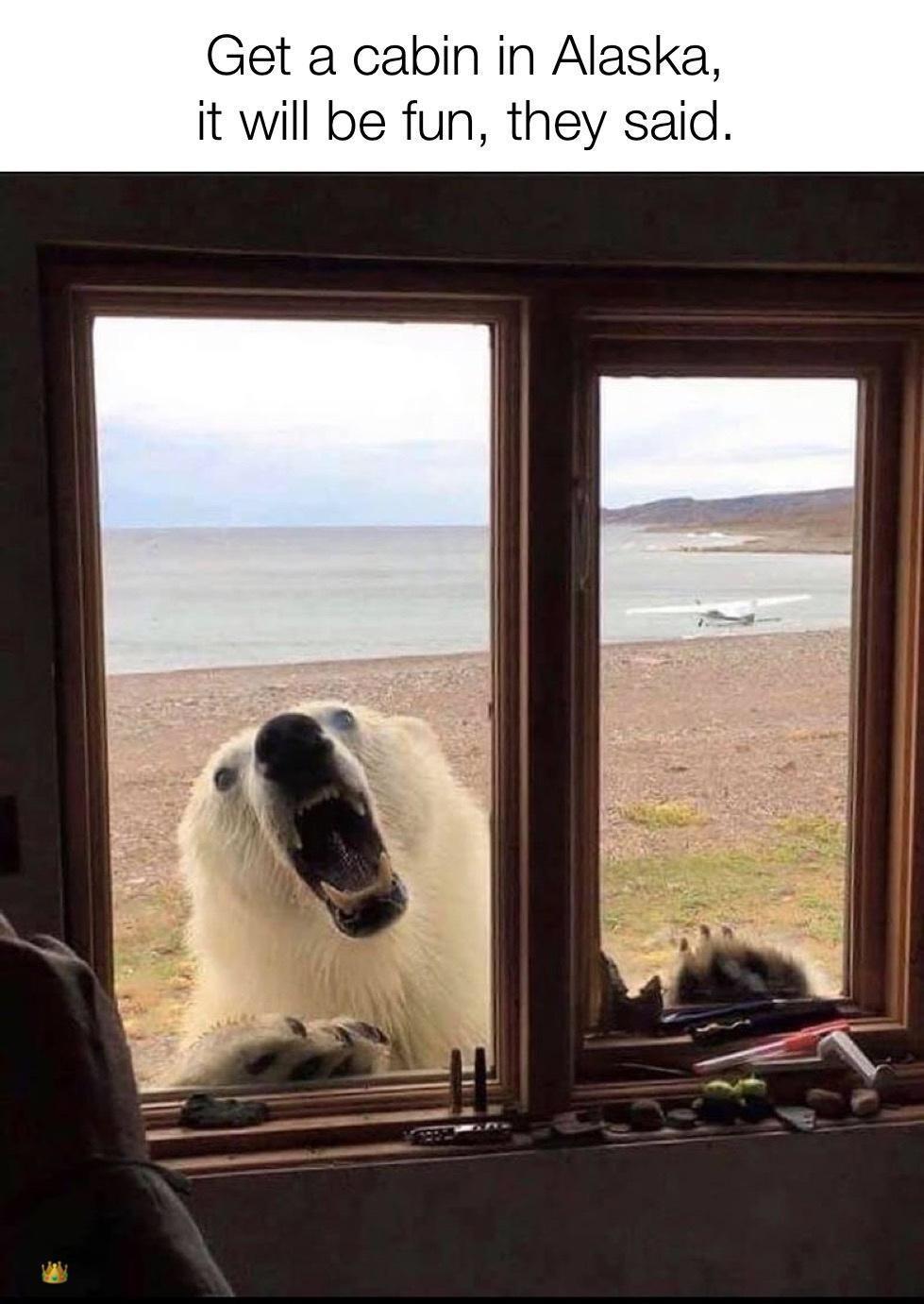 20 Polar Bear Memes to Make International Polar Bear Day Unbearably Funny 9 Get a cabin in alaska they said
