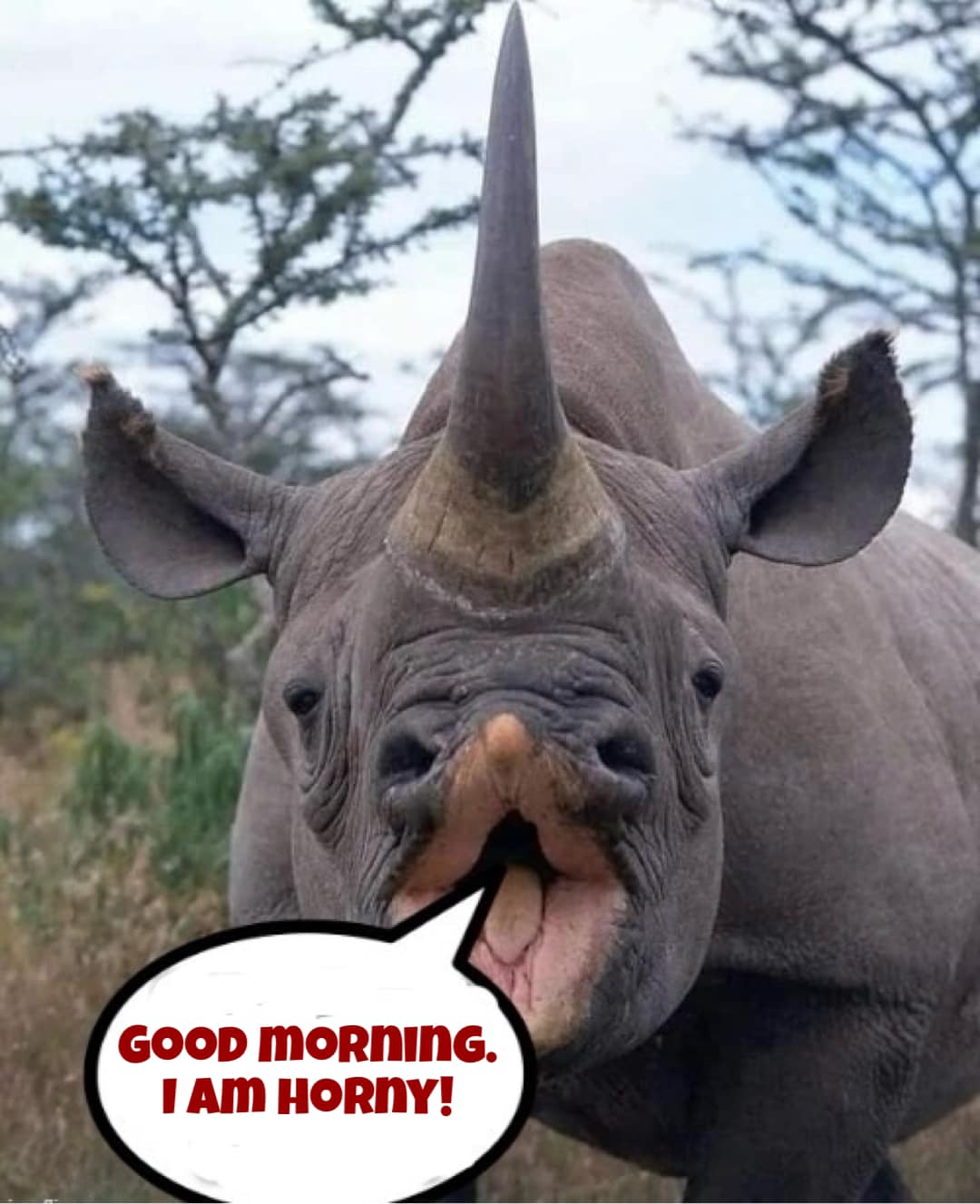 20 Memes That Walked In, Eyebrow Raised 6 Good morning