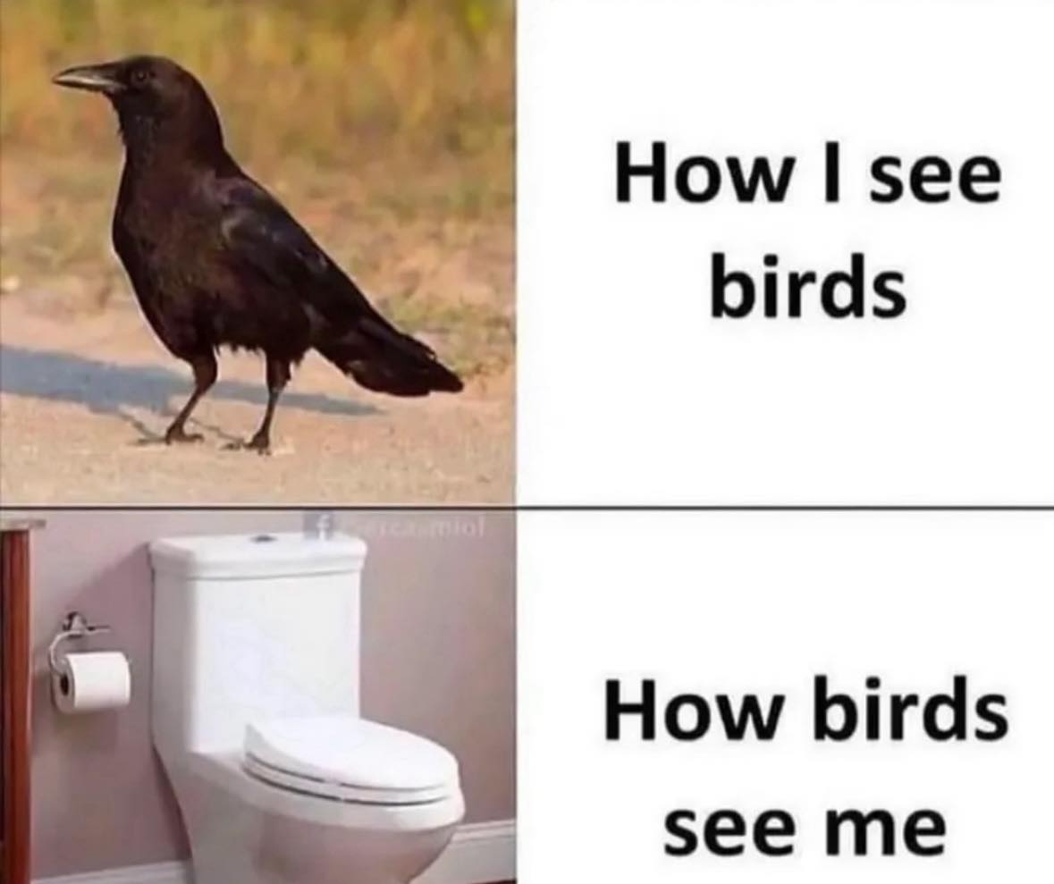 How I see birds
