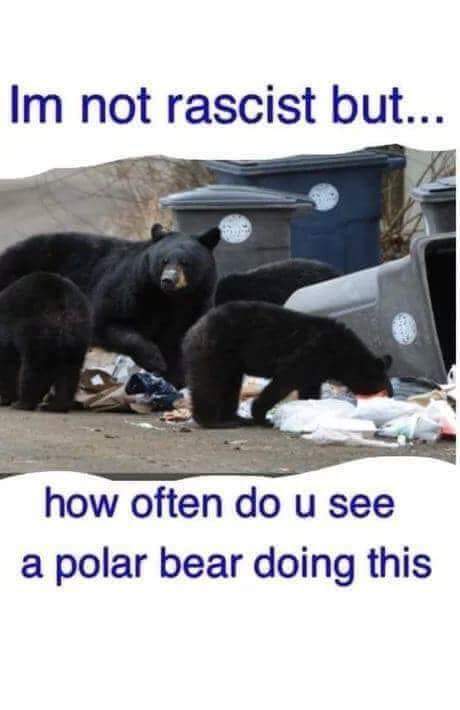 20 Polar Bear Memes to Make International Polar Bear Day Unbearably Funny 12 How often do you see a polar bear do this