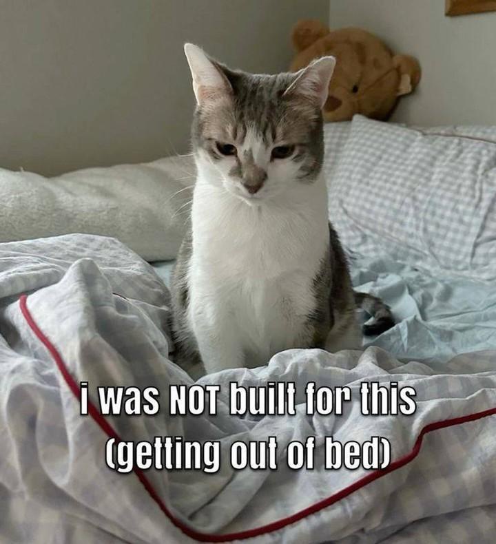 40 Clawsome Cat Memes: Get Ready To Laugh Your Whiskers Off! 40 I was nott built fopr this