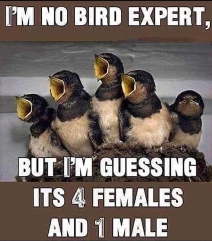 Im no bird expert