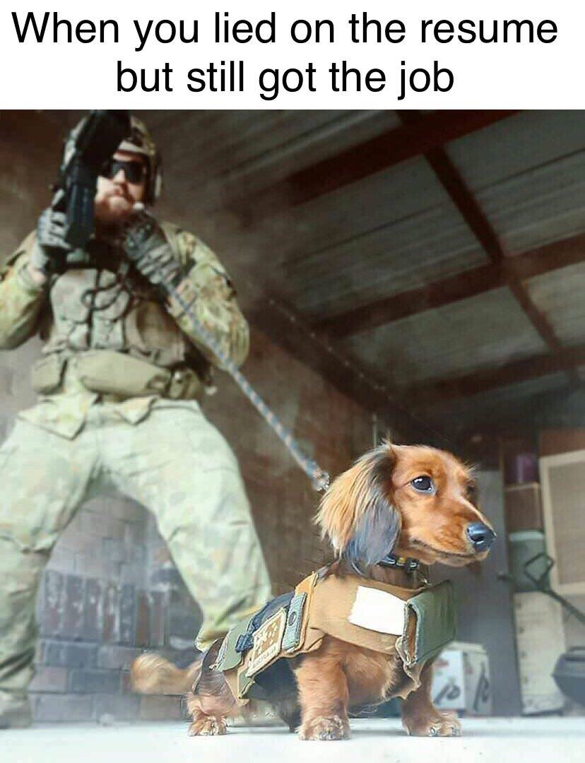 35 Hilarious Memes for Adults Unwinding on Saturdays and Sundays 33 Lied on resume