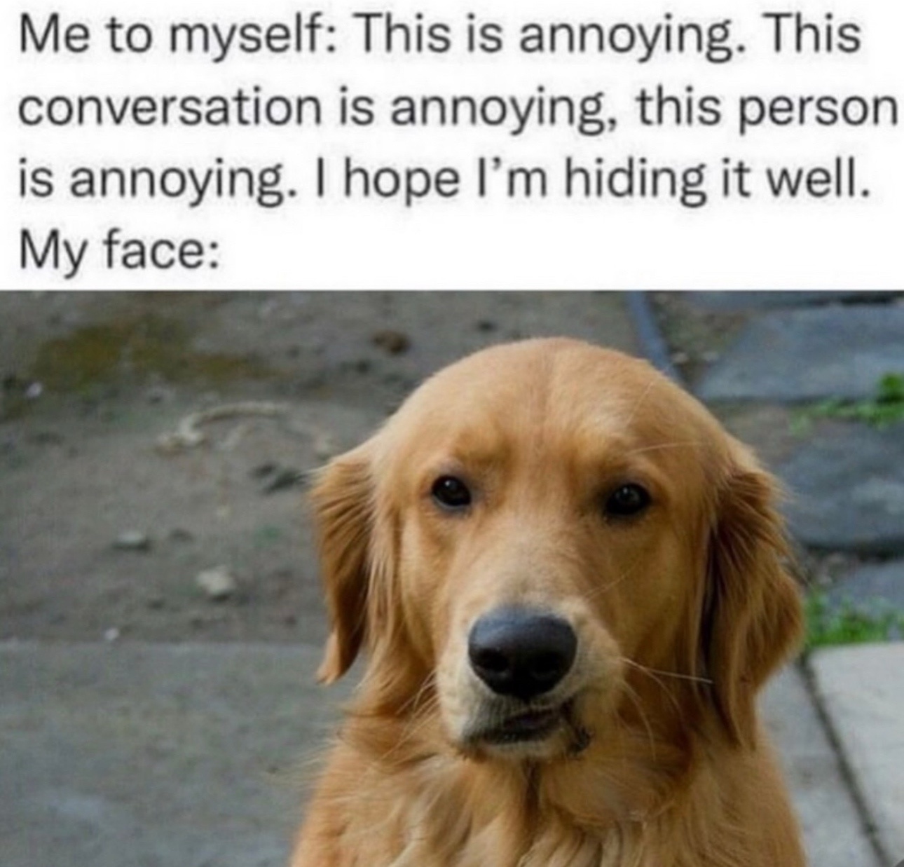 45 Funny "Dog Memes" That Will Surely Make You Smile 45 Me to myself