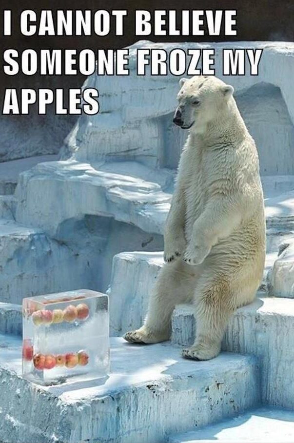 20 Polar Bear Memes to Make International Polar Bear Day Unbearably Funny 16 Someone froze my apples