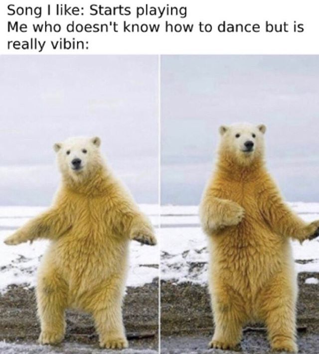 20 Polar Bear Memes to Make International Polar Bear Day Unbearably Funny 17 Song I like
