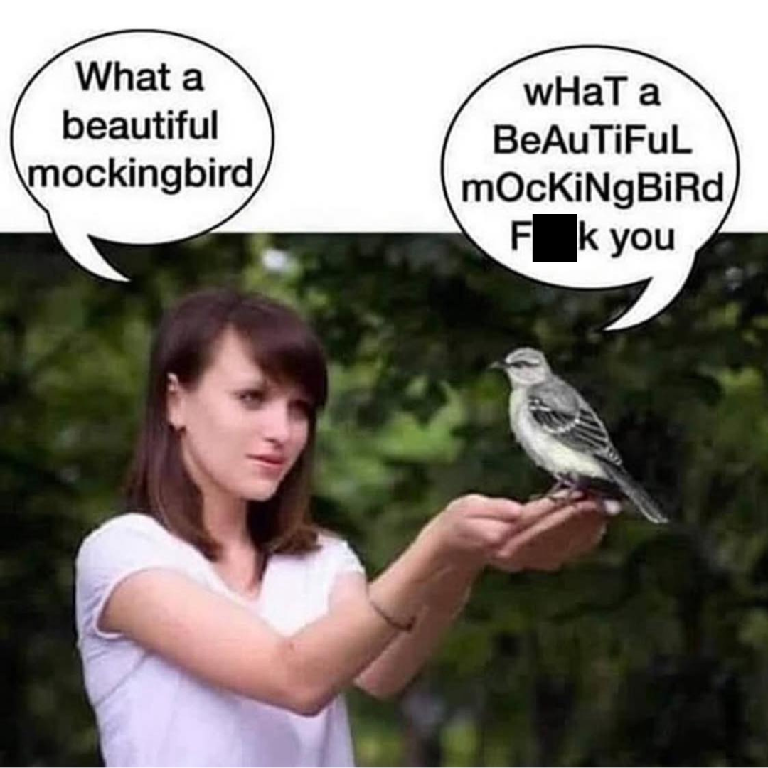 beautiful mocking bird