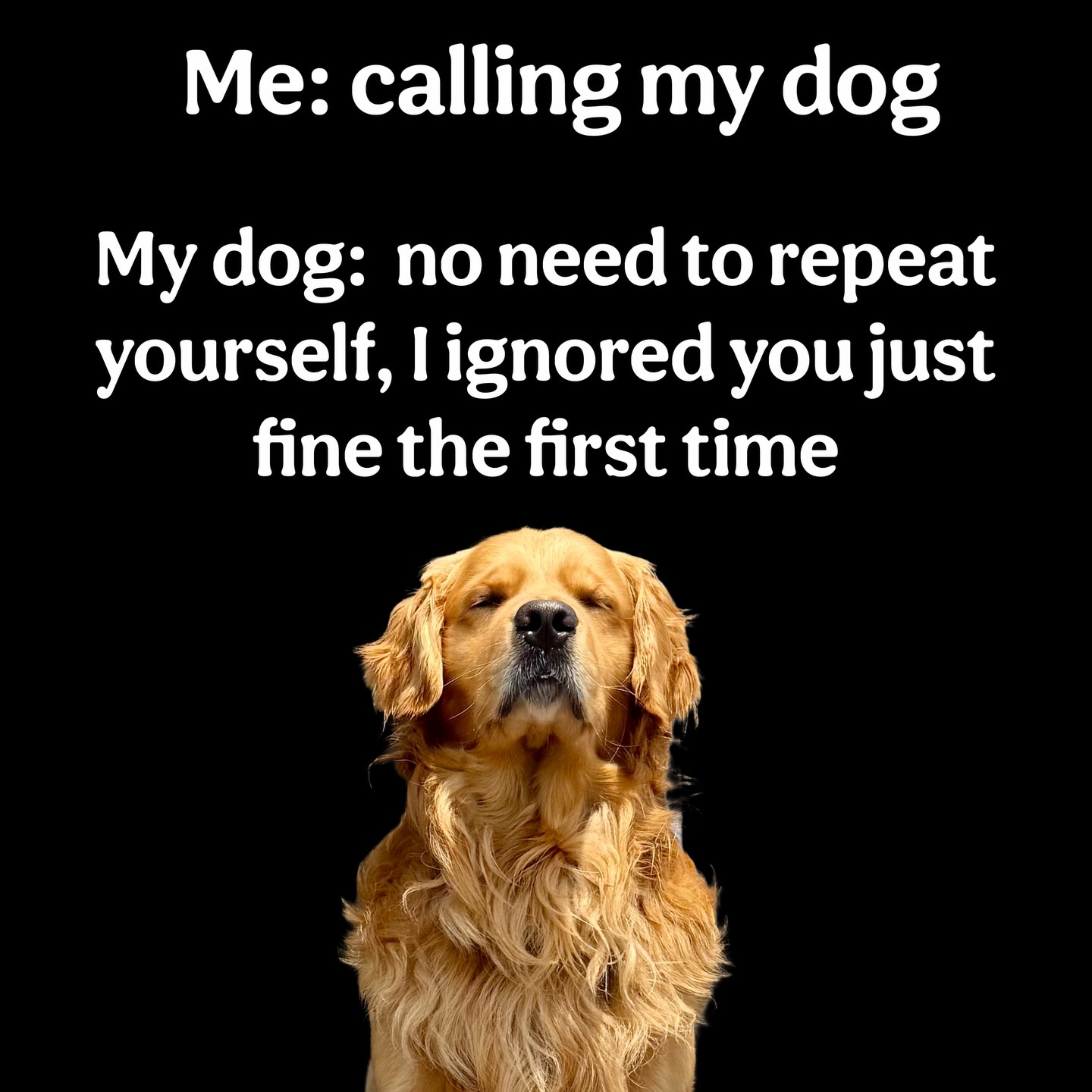 45 Funny "Dog Memes" That Will Surely Make You Smile 43 calling my dog
