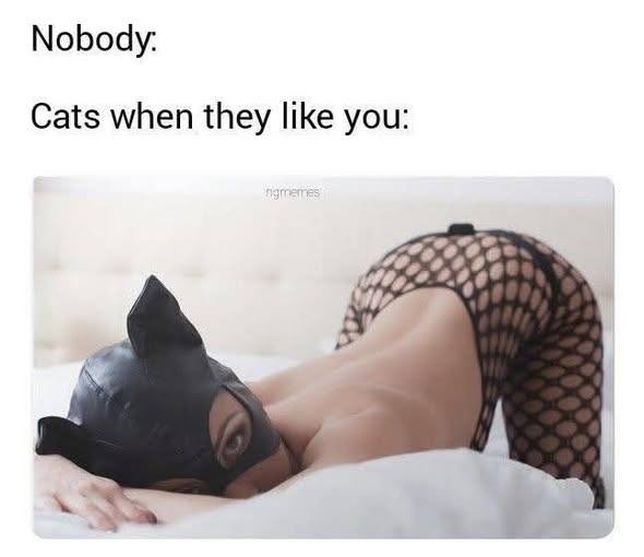 20 Memes That Took a Walk on the Naughty Side 2 cats when they like you