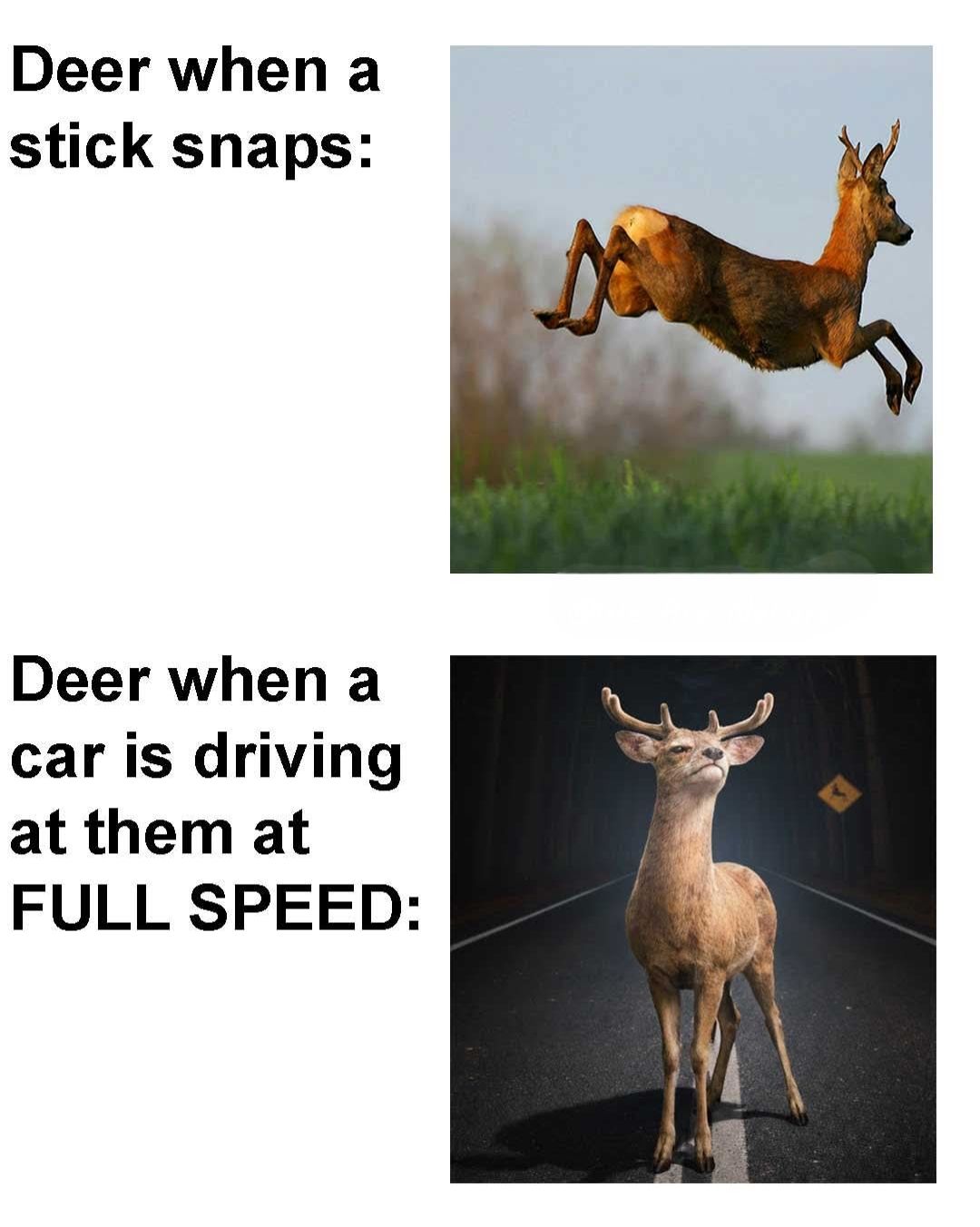 20 Memes That Used Sarcasm as a Personality Trait 7 ick snaps