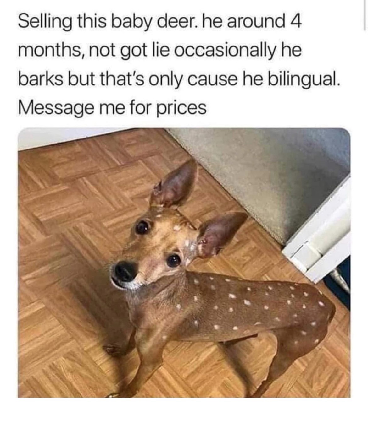 45 Funny "Dog Memes" That Will Surely Make You Smile 46 message me prices
