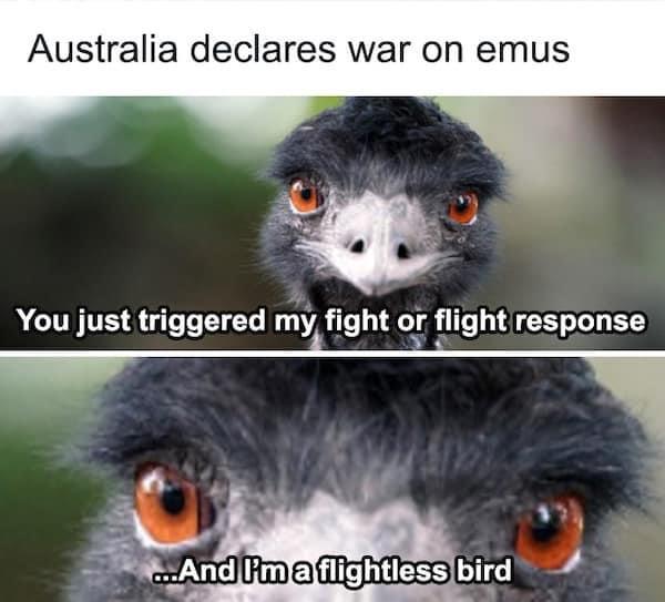 war on emu