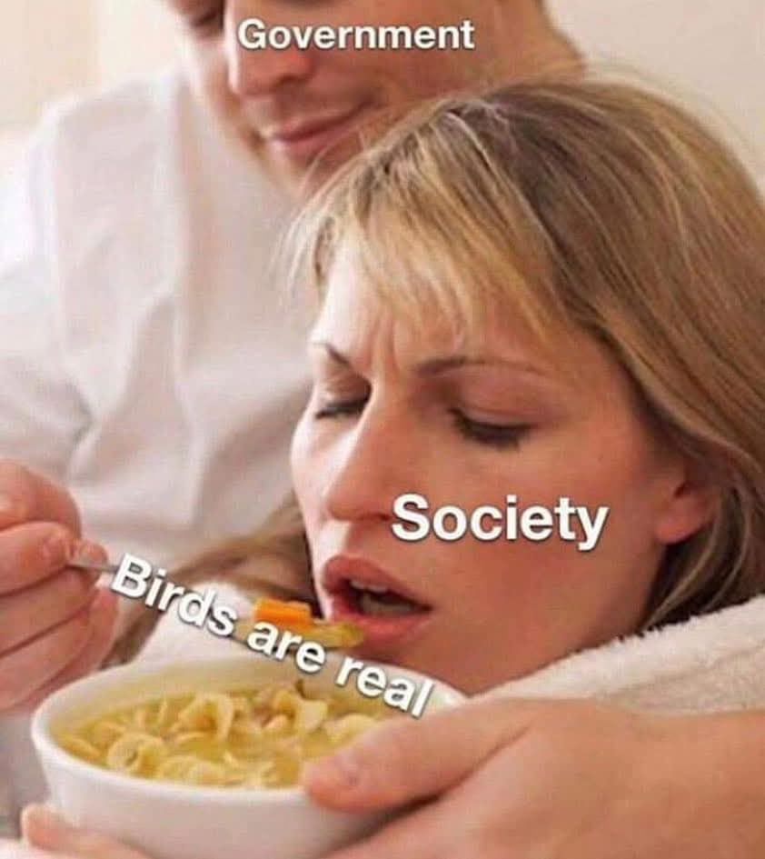 20 Memes That Feel Like Your Brain Arguing With Itself 3 Birds are real