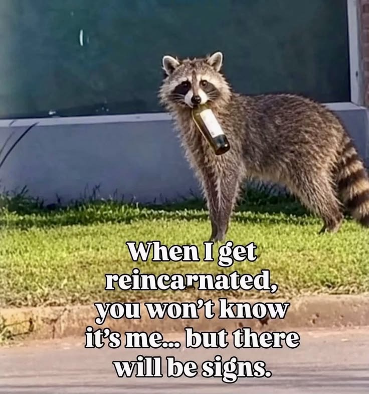 35 Animal Memes To Start Your Day Right 33 But there will be signs