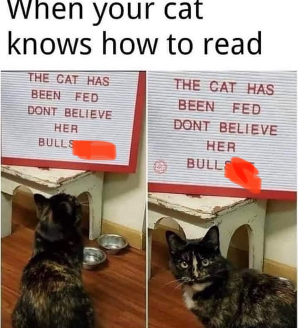 20 Chaotic Cat Memes That Make Normal Cat Behavior Look Suspicious 4 Cat knows to read