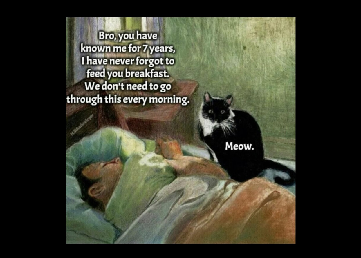 Chaotic Cat Memes That Make Normal Cat Behavior Look Suspicious FG