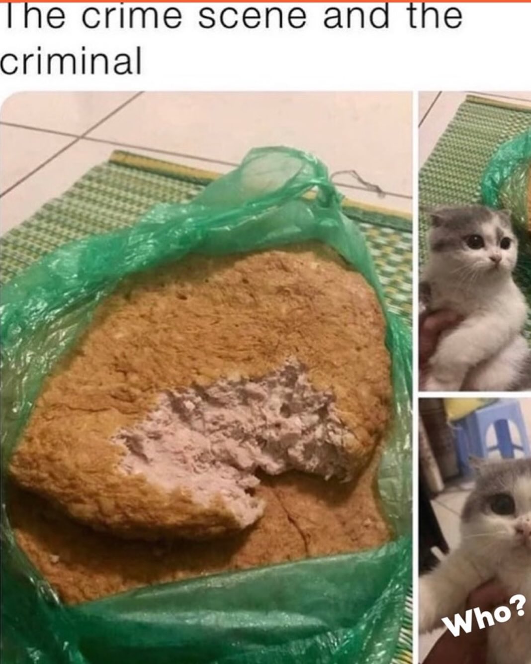 20 Chaotic Cat Memes That Make Normal Cat Behavior Look Suspicious 5 Crime scene and criminal