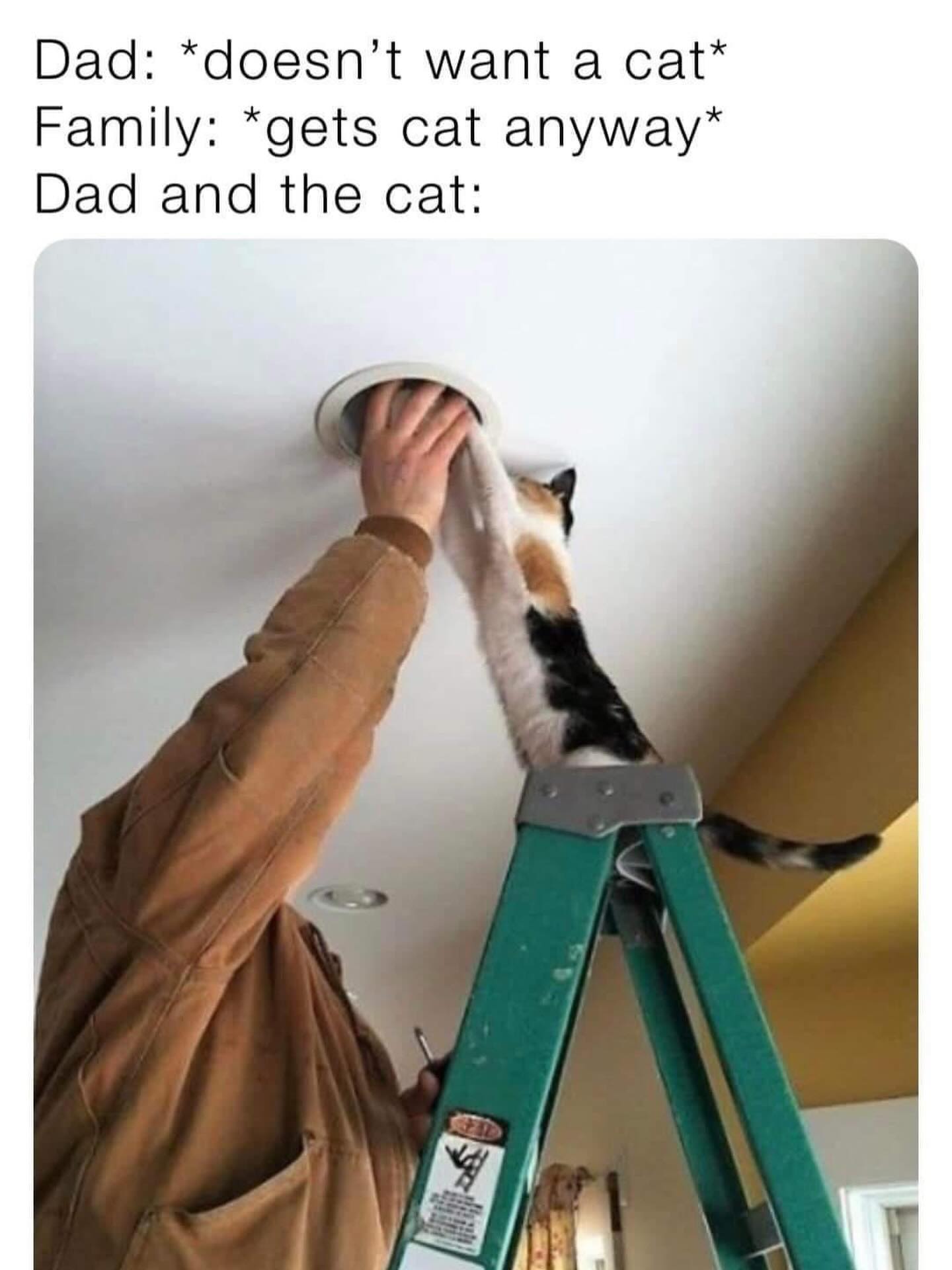 20 Chaotic Cat Memes That Make Normal Cat Behavior Look Suspicious 6 Doesnt want a cat