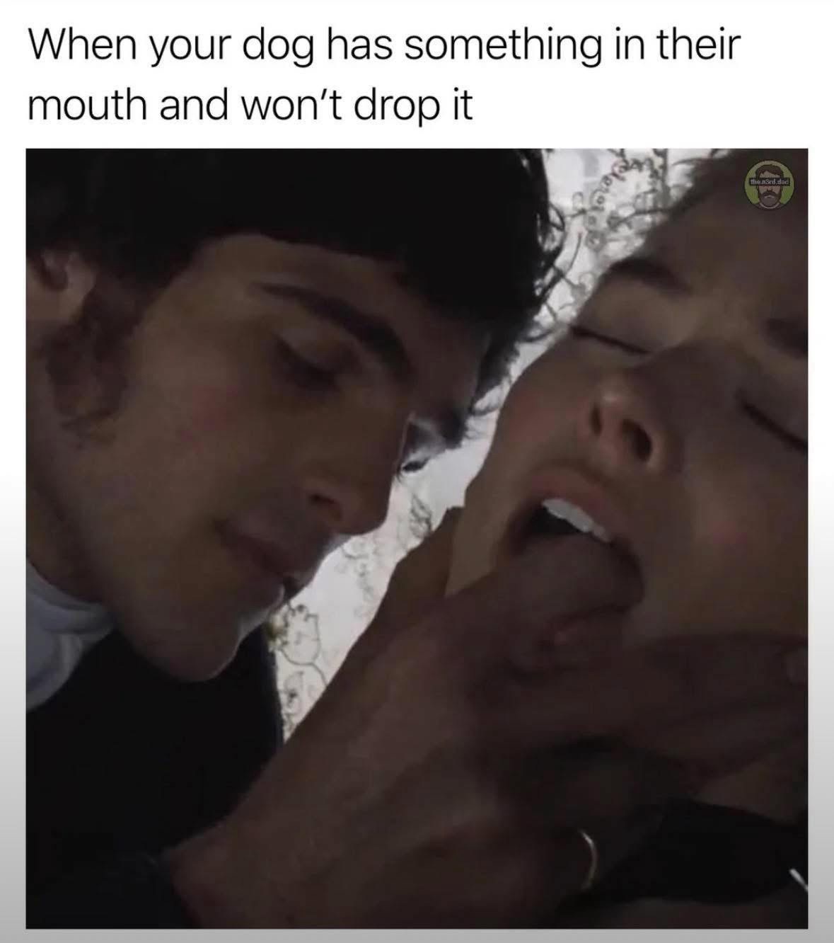 20 Memes That’ll Cause Uncontrollable Wheezing and Mild Chaos 5 Dog has something in mouth