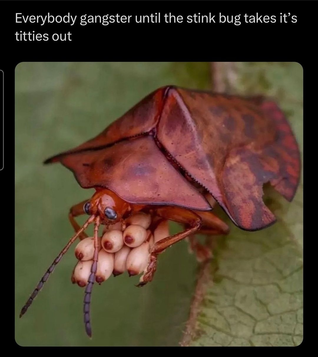 Everybody a gangster