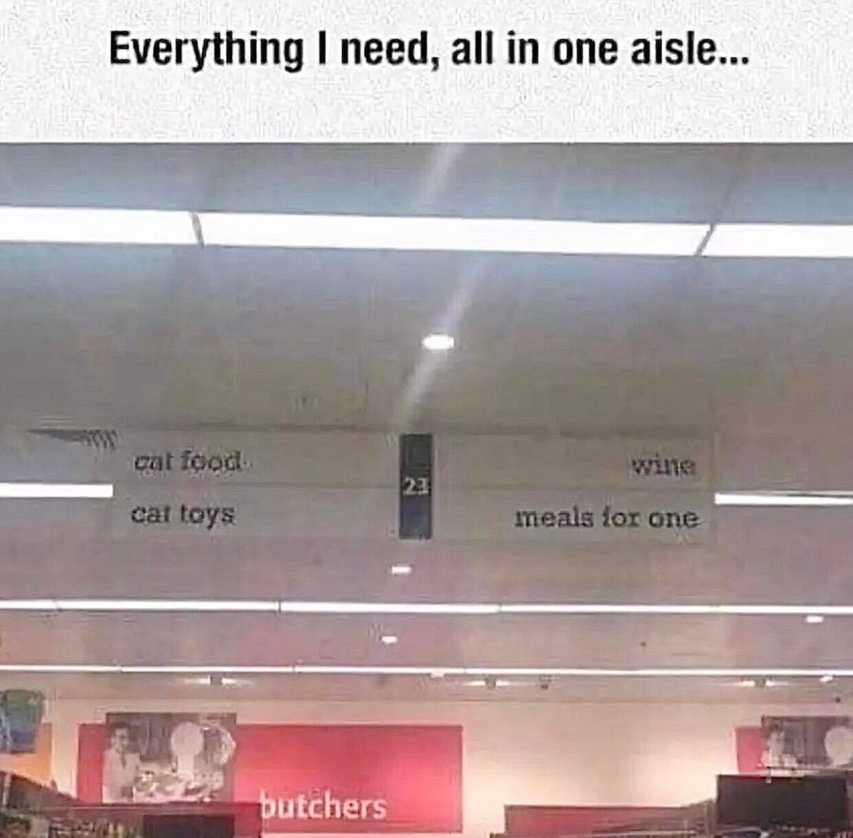 20 Chaotic Cat Memes That Make Normal Cat Behavior Look Suspicious 7 Everything I need