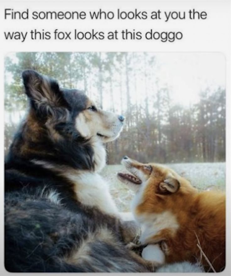 35 Animal Memes To Start Your Day Right 35 Find someone who looks at you