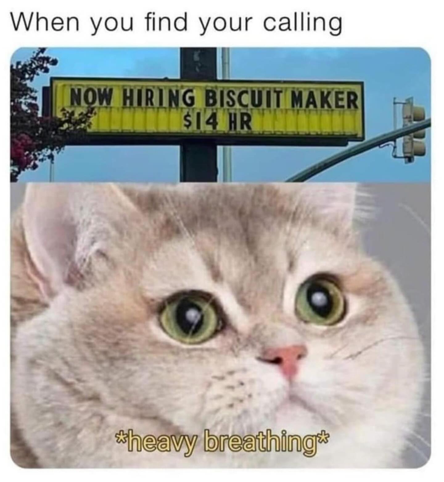 20 Chaotic Cat Memes That Make Normal Cat Behavior Look Suspicious 10 Find your calling