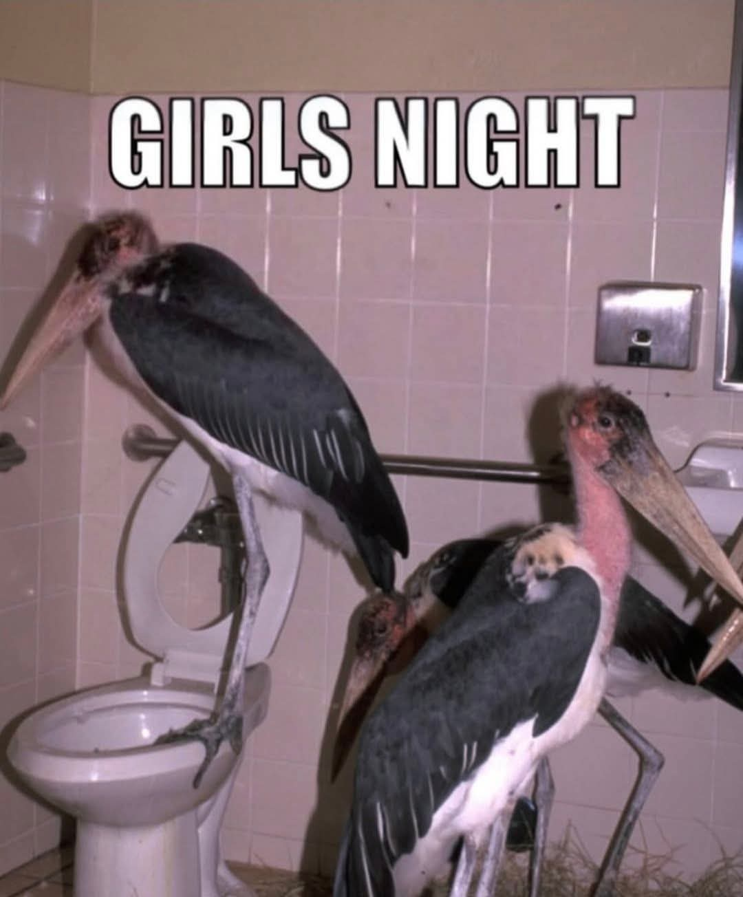 Girls night