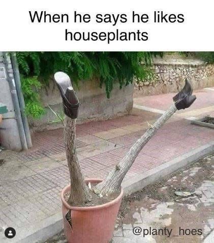 20 Memes That Are 10% Humor and 90% Bad Influence 11 He likes house plants