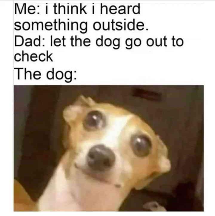 20 Memes That’ll Absolutely Wreck Your Ability to Be a Serious Adult 8 Herd something outside