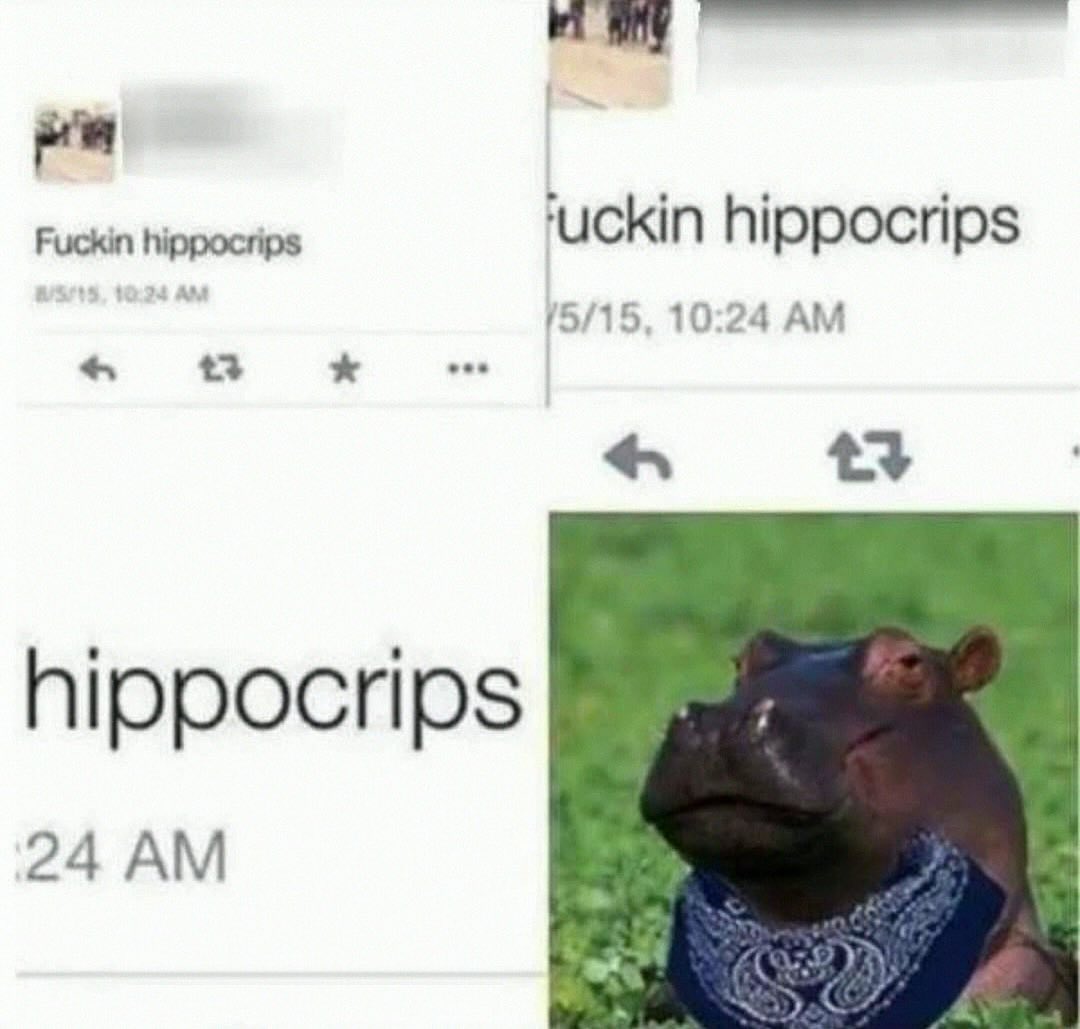 20 Dumb Genius Animal Memes That Escalate Into Unexpected Brilliance 8 Hippocrips