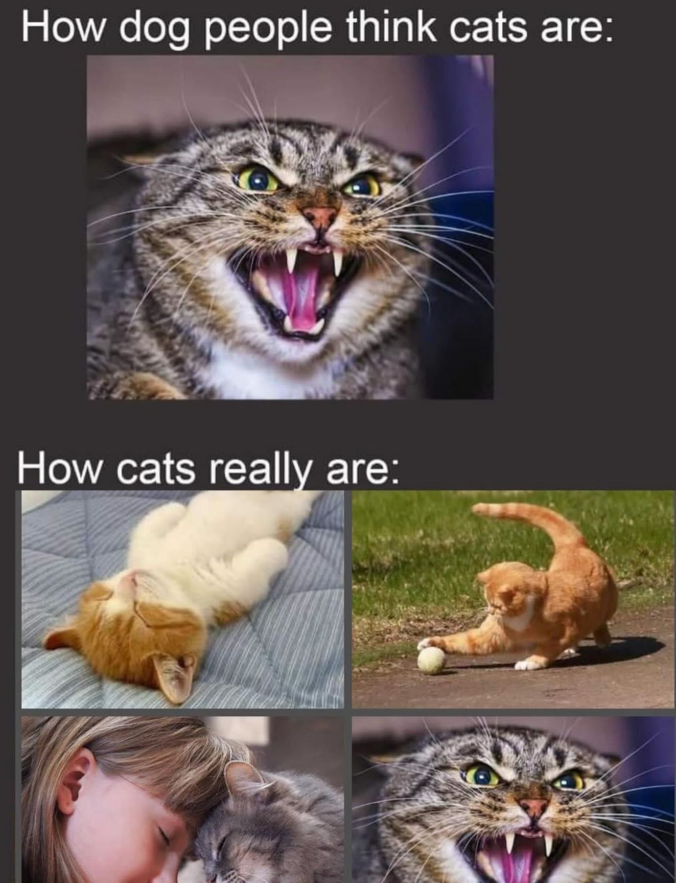 20 Chaotic Cat Memes That Make Normal Cat Behavior Look Suspicious 11 How dog people think