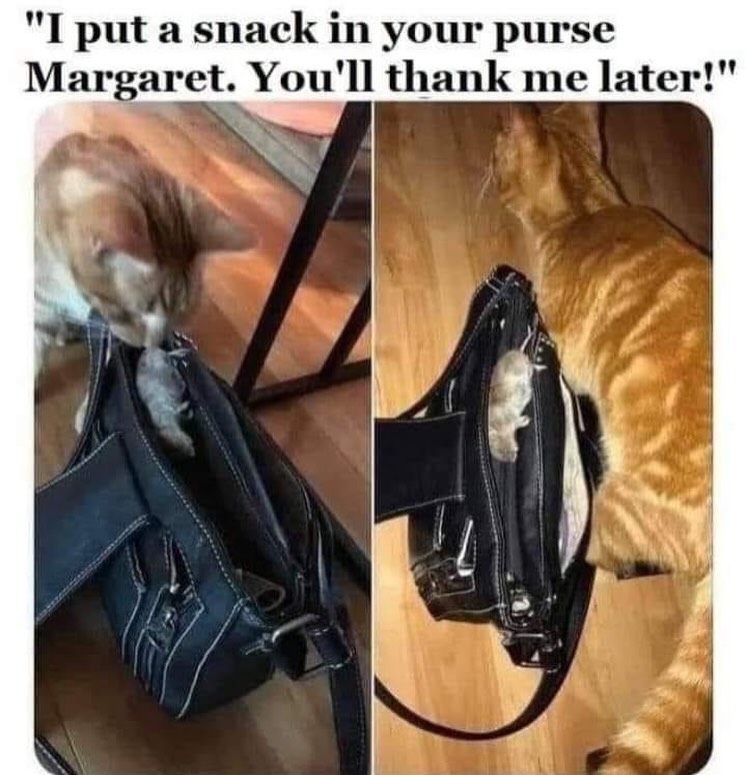 20 Chaotic Cat Memes That Make Normal Cat Behavior Look Suspicious 12 I put a snack