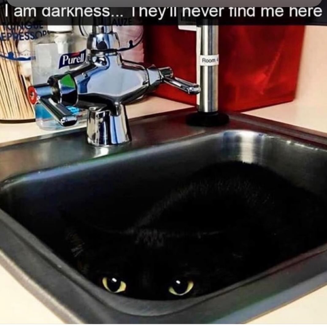 20 Chaotic Cat Memes That Make Normal Cat Behavior Look Suspicious 13 Im darkness
