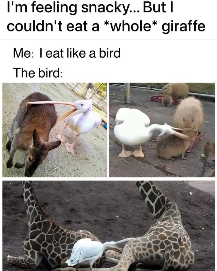 20 Memes That Switch Between Sarcasm and Sincerity Without Warning 10 Im feeling snacky