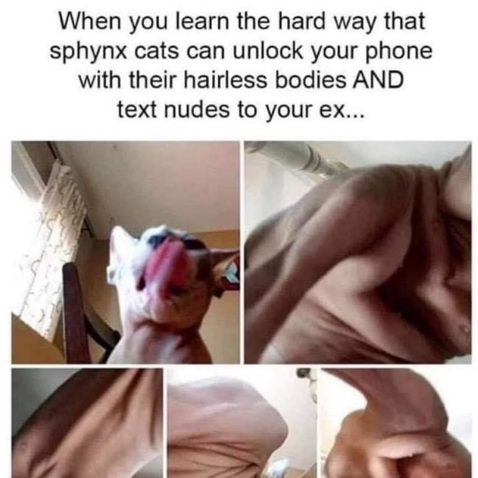 20 Chaotic Cat Memes That Make Normal Cat Behavior Look Suspicious 16 Learn the hard way