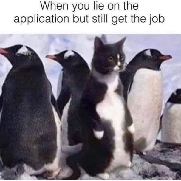 20 Chaotic Cat Memes That Make Normal Cat Behavior Look Suspicious 17 Lie on application