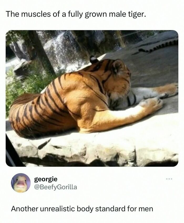 20 Dumb Genius Animal Memes That Escalate Into Unexpected Brilliance 10 Muscle of grown tiger
