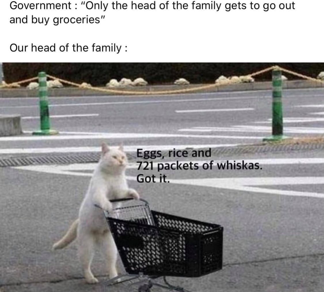 20 Chaotic Cat Memes That Make Normal Cat Behavior Look Suspicious 19 Only the head