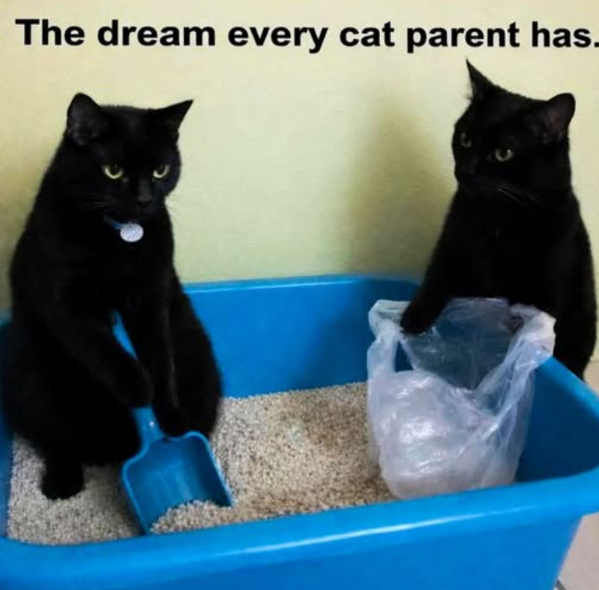 The dream every cat parent has