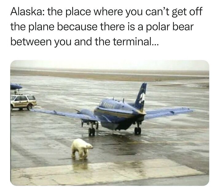 20 Dumb Genius Animal Memes That Escalate Into Unexpected Brilliance 16 The place where you cant get off the plane