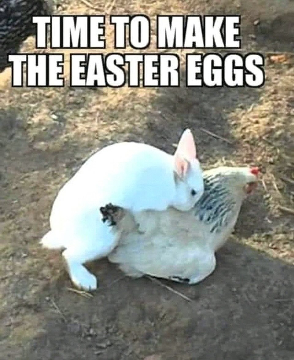 20 Dumb Genius Animal Memes That Escalate Into Unexpected Brilliance 18 Time to make easter eggs