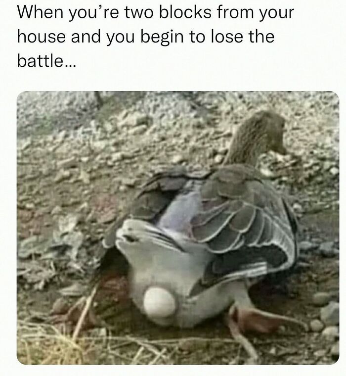 20 Dumb Genius Animal Memes That Escalate Into Unexpected Brilliance 19 Two blocks from home