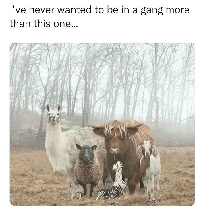 20 Dumb Genius Animal Memes That Escalate Into Unexpected Brilliance 21 Wanted to be in a gang