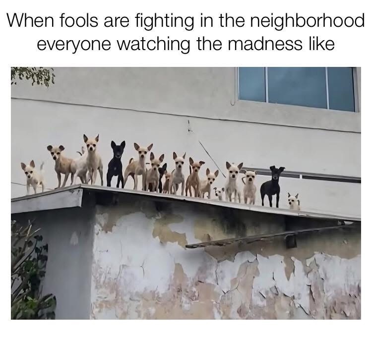 20 Memes That Escalated From “Heh” to “What the Hell Was That” 21 When fools are fighting