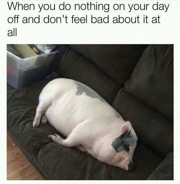 20 Dumb Genius Animal Memes That Escalate Into Unexpected Brilliance 22 When you do nothing