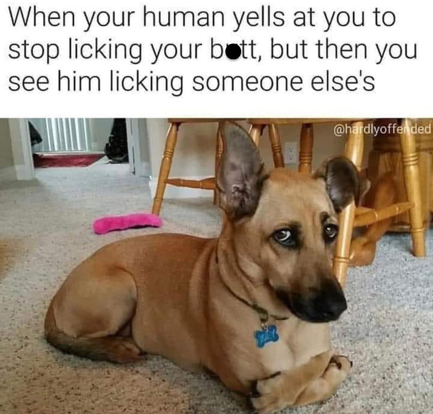 25 Memes That Are 99% Nonsense and 100% Funny 27 When your human tells you