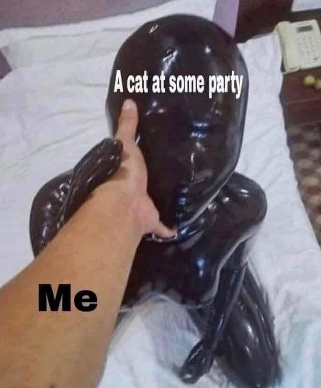 25 Memes That Exist… That’s the Only Explanation 23 a cat at some party